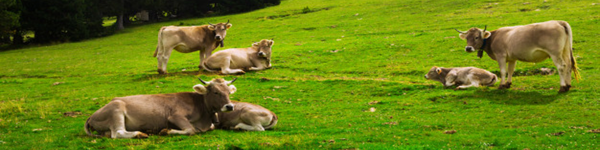 10 Hechos sobre las vacas que nadie conoce