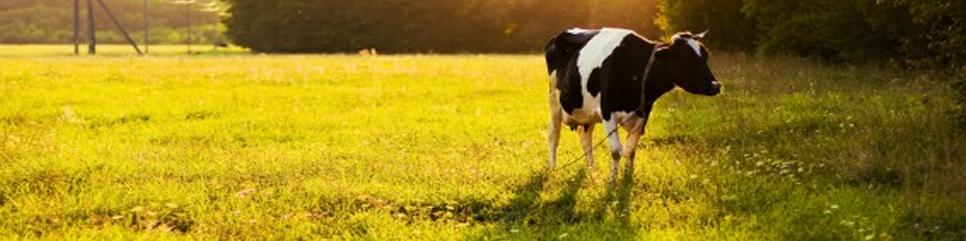 Lo que buscar en la perfecta vaca para carne
