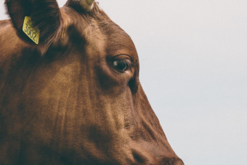 razas de vacas españolas